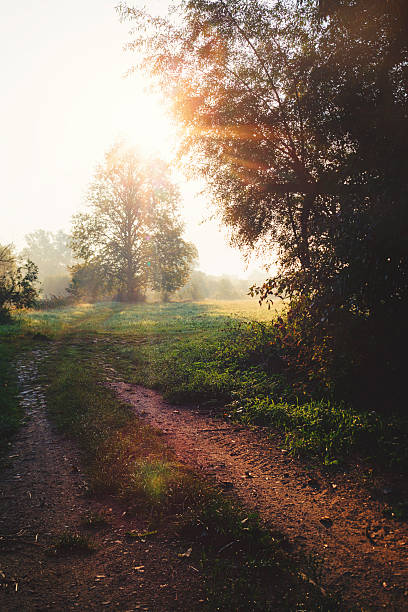 istock Hidden way through green forest in misty morning 603163300