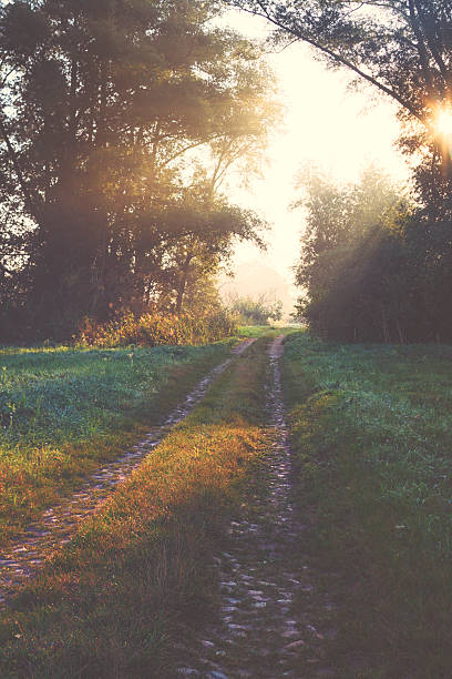 istock Hidden way through green forest in misty morning 603163818