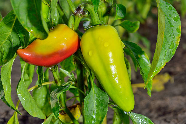 istock Paprika in the garden 603164350