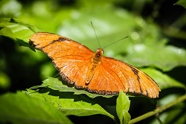 istock Julia Heliconian Dryas Julia 603164664