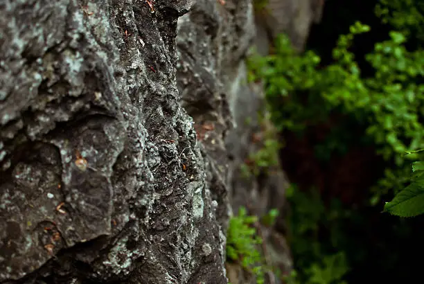 Sharp grey rock in the green summer forest. After the rain