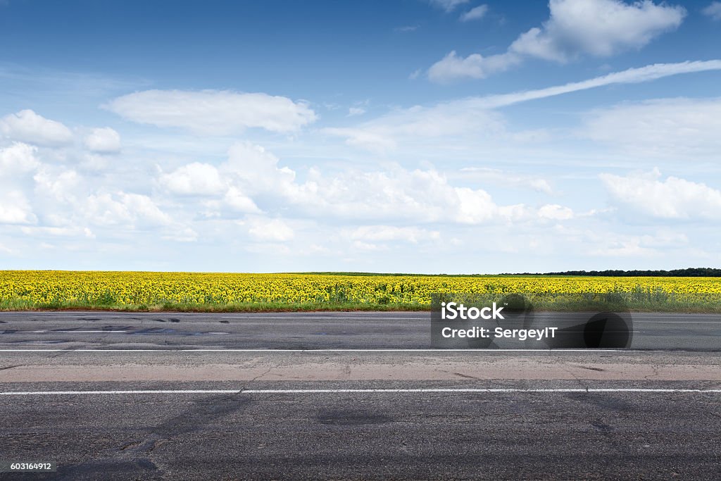 Camino del asfalto del suburbio y flores del sol - Foto de stock de Vía libre de derechos