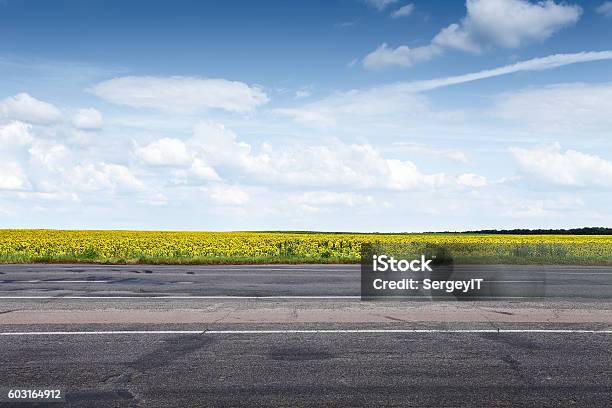 Suburb Asphalt Road And Sun Flowers Stock Photo - Download Image Now - Road, Roadside, Street