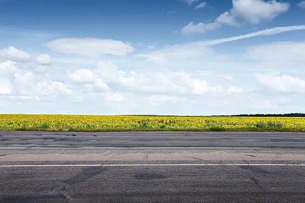 Suburb asphalt road and sun flowers field. Summer landscape