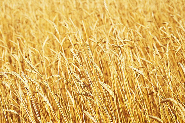istock golden wheat field 603165300