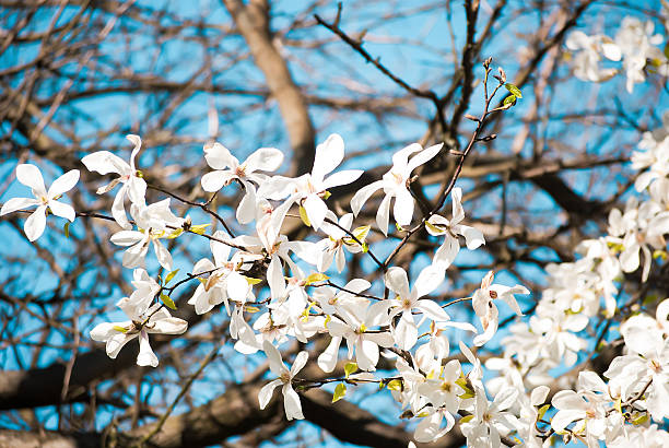 istock Charming white flowers of magnolia tree. Spring in Lviv, Ukraine 603166016