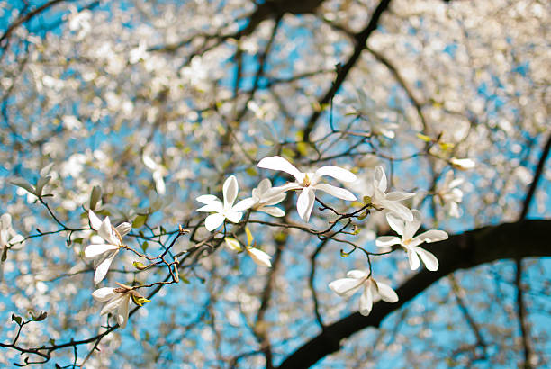 istock Charming white flowers of magnolia tree. Spring in Lviv, Ukraine 603166188
