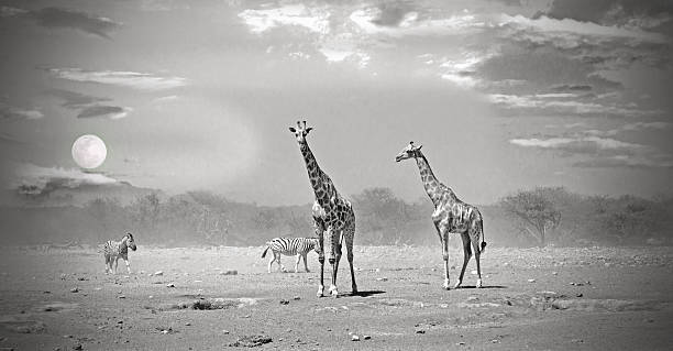 istock Moonscape with Giraffes and Zebras in Black & white 603166422