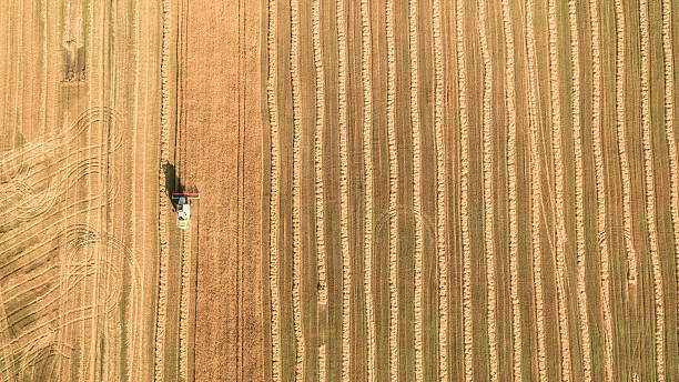 istock Harvester working in field and mows wheat. Ukraine. Aerial view. 603166882