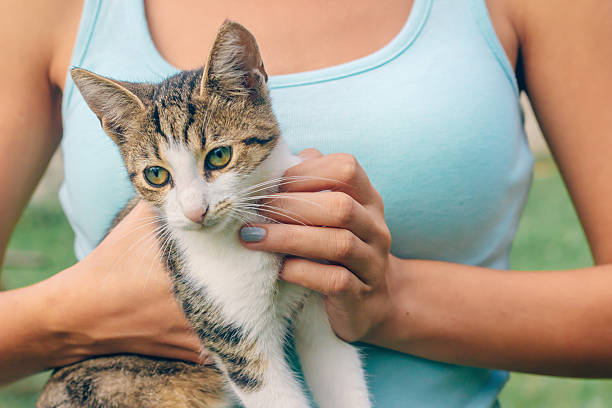 istock little kitten in women's hands 603167342