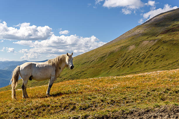 A scenic view of a white horse grazing in a meadow on the hillside against the background of beautiful mountains, blue sky and clouds