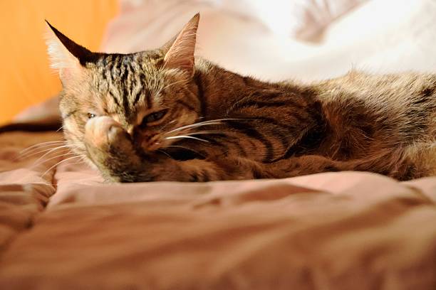 istock Cat in the bed 603169360