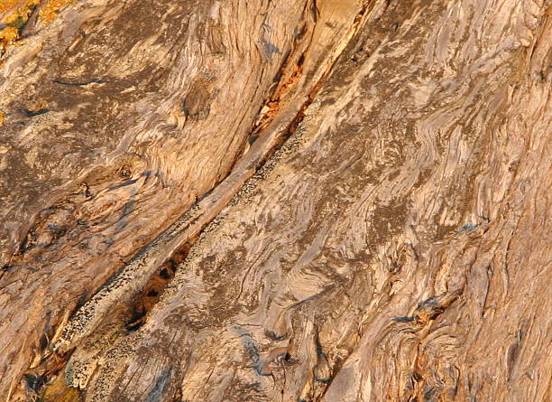 detalles de la corteza del árbol de textura natural - musk fotografías e imágenes de stock