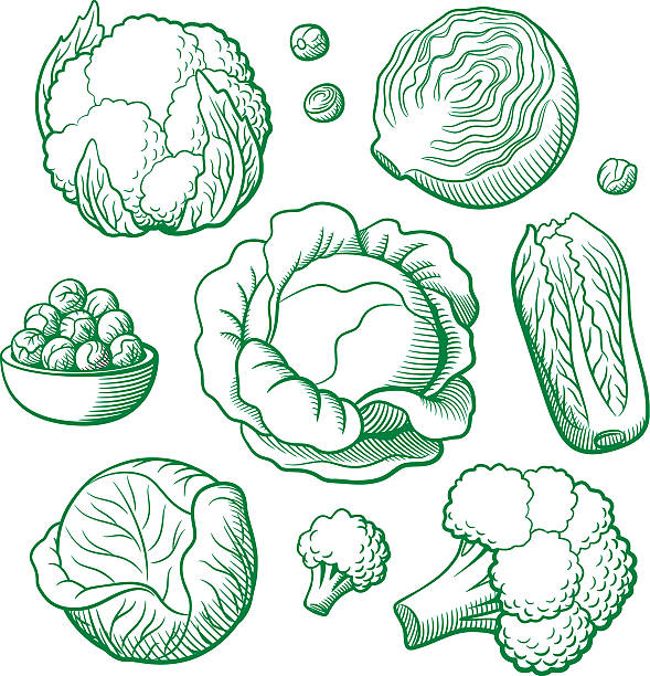 Set of vector vegetables Set of stylized outline vector vegetables. Cabbage, cauliflower, broccoli, chinese cabbage, brussels sprouts white cabbage stock illustrations