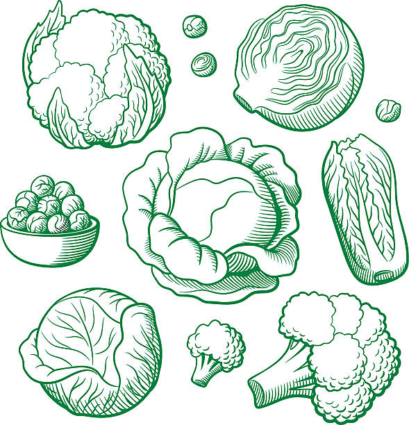 Set of vector vegetables Set of stylized outline vector vegetables. Cabbage, cauliflower, broccoli, chinese cabbage, brussels sprouts cauliflower nutrition stock illustrations