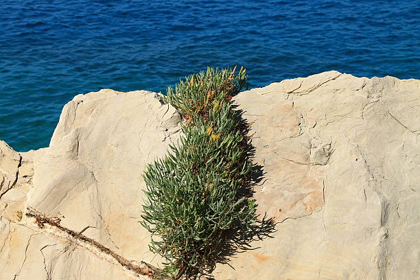 Small mediterranean plant on rock near Adriatic sea in Brela , Croatia
