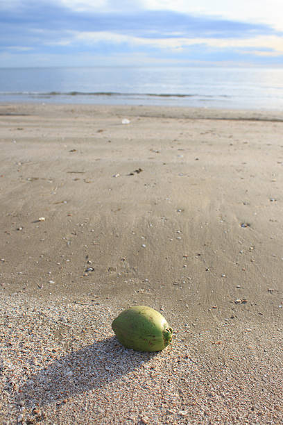 istock coconut on sea sand beach with morning warm sunset 603176642