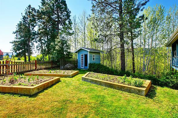 istock Wooden raised vegetable garden beds in the back yard. 603179002