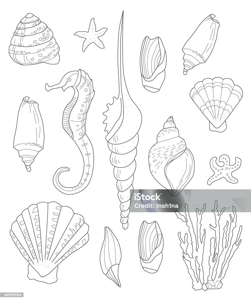 hand drawn shells for Coloring pages for adults, hand drawn shells for Coloring pages for adults, a collection of different shells, linear vector illustration, Anti stress Coloring Page Adult stock vector