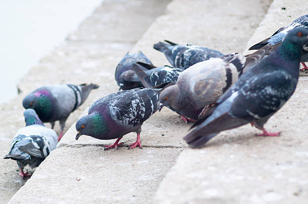 istock Lots of pigeons 603179752