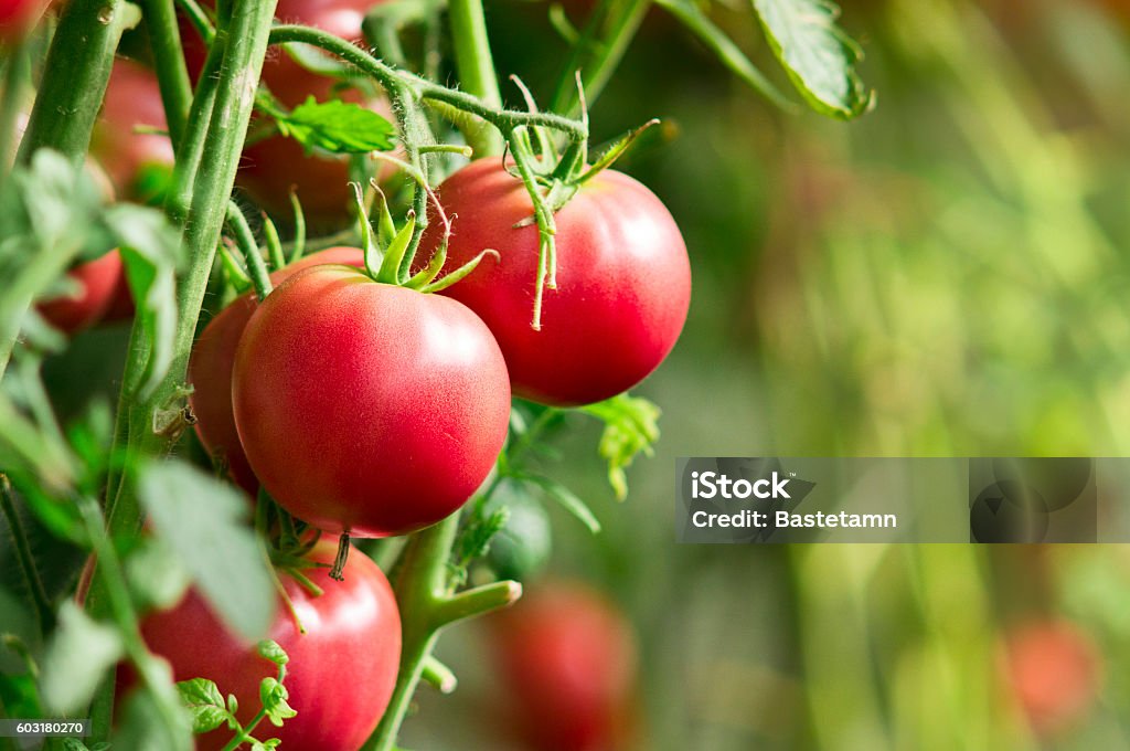 Fresh tomatoes in garden Close-up of tomato plants with fresh tomatoes in the garden, selective focus. Tomato Plant Stock Photo