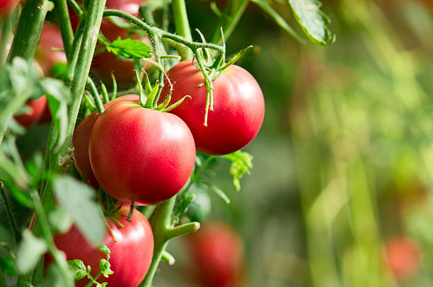 Fresh tomatoes in garden Close-up of tomato plants with fresh tomatoes in the garden, selective focus. bushy stock pictures, royalty-free photos & images