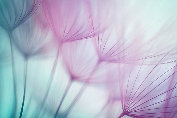 macro aigrette de pissenlit - purple single flower flower photography photos et images de collection