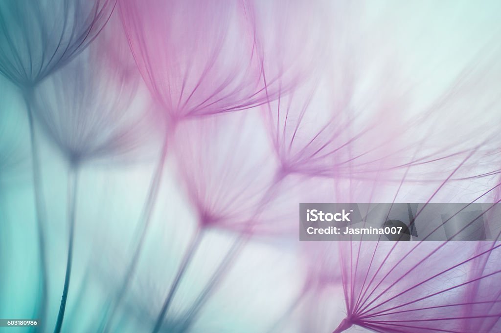 Macro dandelion seed Flower Stock Photo