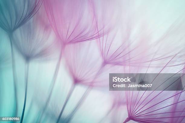 Macro Dandelion Seed Stock Photo - Download Image Now - Flower, Dandelion, Nature