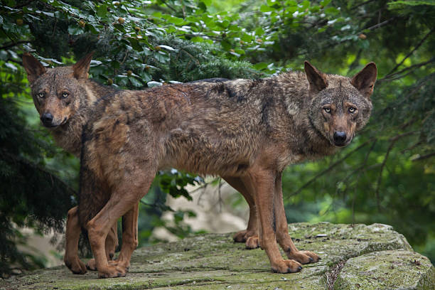 lupo iberico (canis lupus signatus). - pyrenean foto e immagini stock