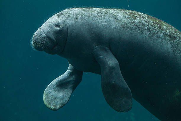 manatí antillano (trichechus manatus manatus). - manatee fotografías e imágenes de stock