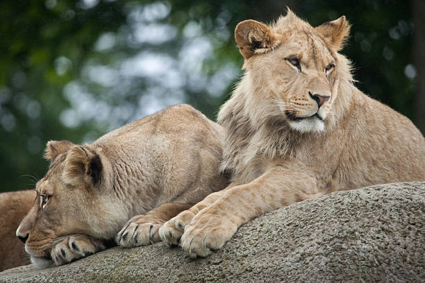 istock Lioness and juvenile male lion (Panthera leo). 603183480