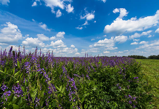 istock Group of lupines growing on the meadow 603183528