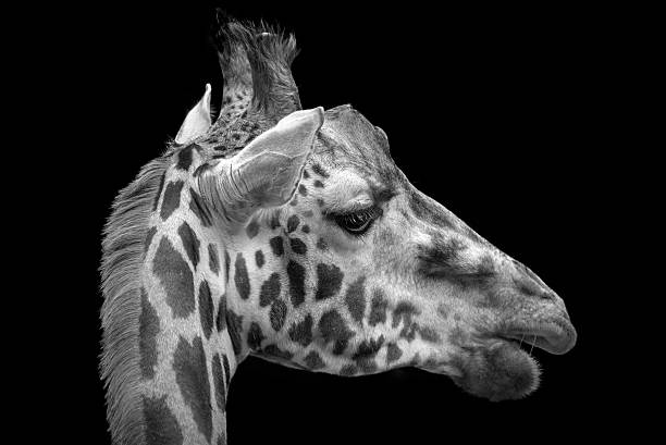 istock head of the giraffe 603183610