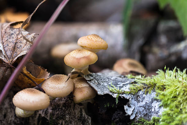 istock Honey fungus Armillaria mellea grows in a fall forest. 603183656
