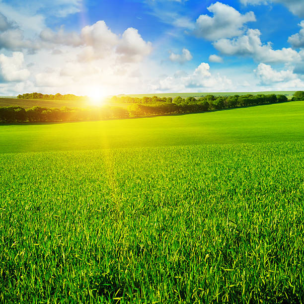 istock wheat field and sunrise in the blue sky 603184618