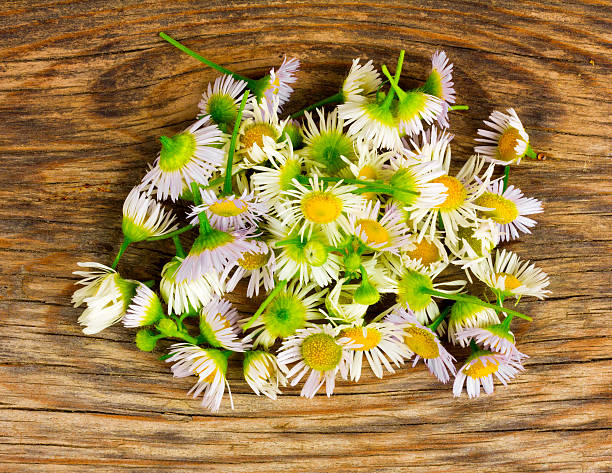 古い板に散らばった薬局デイジー花びら - chamomile ayurveda chamomile plant german chamomile ストックフォトと画像