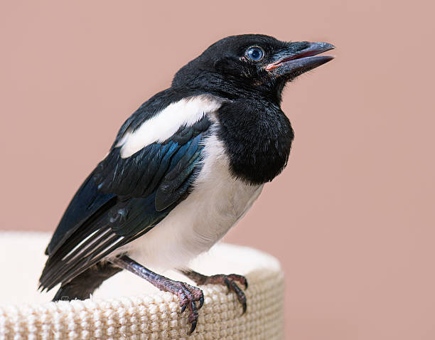 Copsychus saularis
