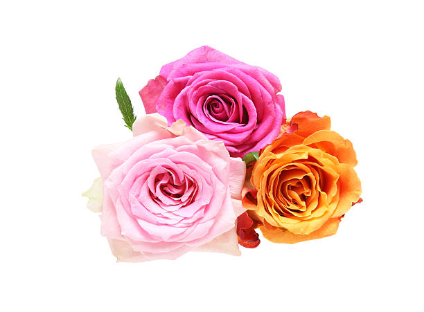 istock Bouquet of roses 603186334
