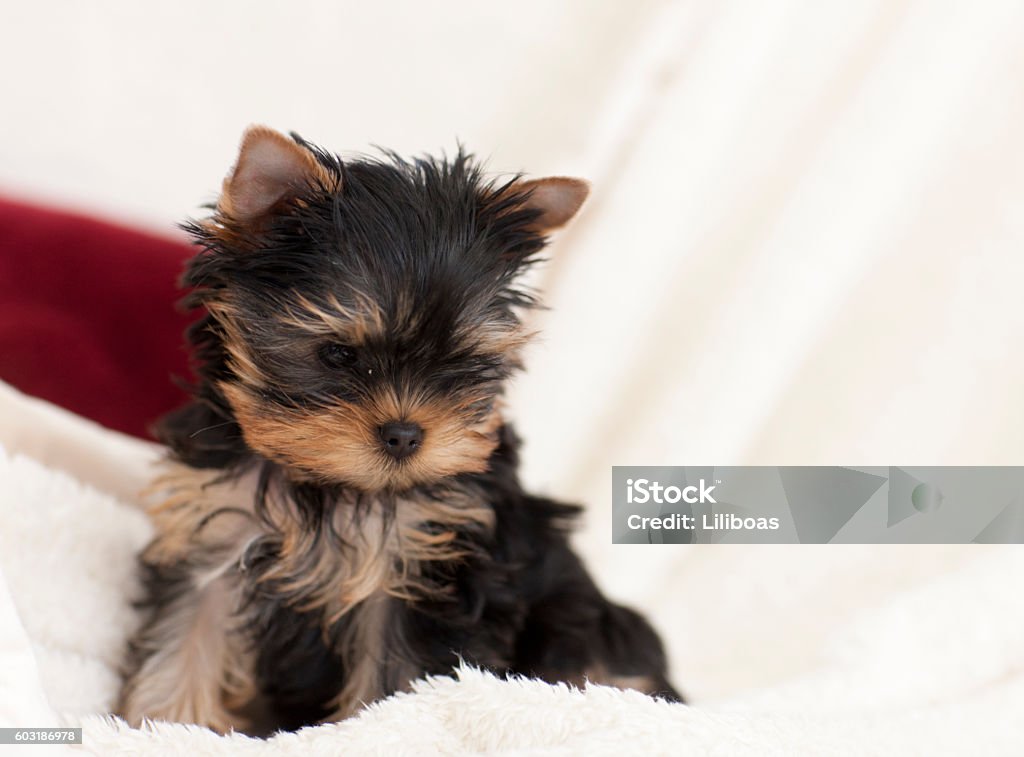 Yorkshire Terrier Puppy Dog Sitting on a White Blanket Yorkshire terrier puppy dog sittingon a white blanket playing. It is a female toy terrier puppy dog and she is 12 weeks old. Puppy Stock Photo