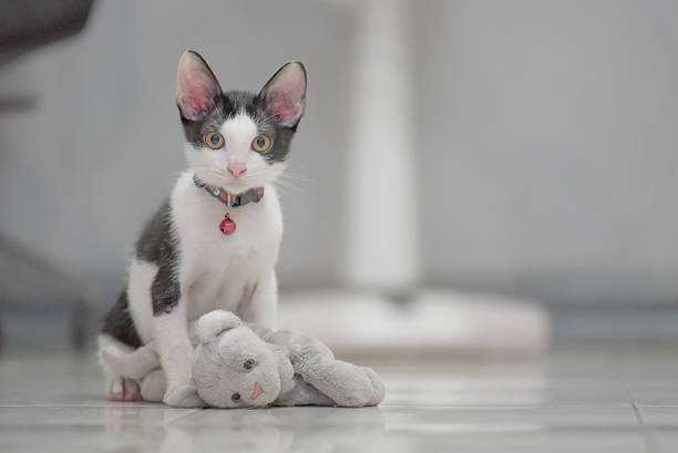 cute grey cat play with kitten doll lay on floor