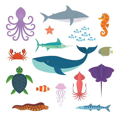 Vector collection of marine fish and animals, including shark, whale, octopus, squid, crab, turtle and seahorse, isolated on white background. 