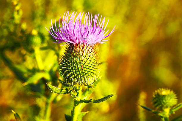istock Musk or Nodding Thistle, Carduus nutans 603188714