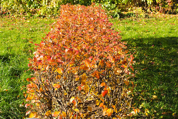 autumn forest outdoors scenics leaf colored nature