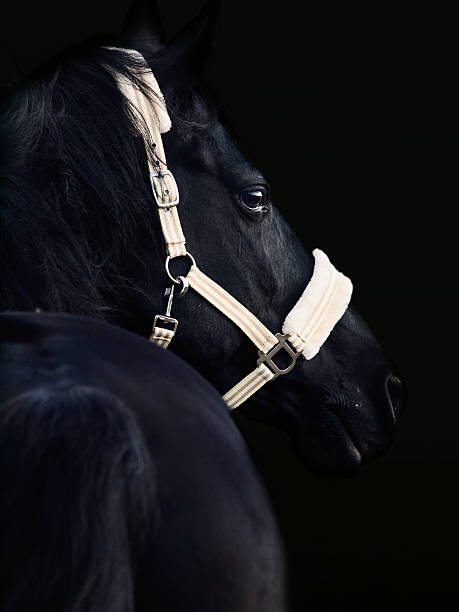 istock portrait of beautiful black breed stallion 603190024