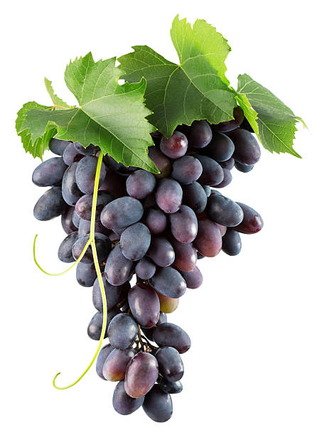 istock long purple grapes isolated on the white background 603190310