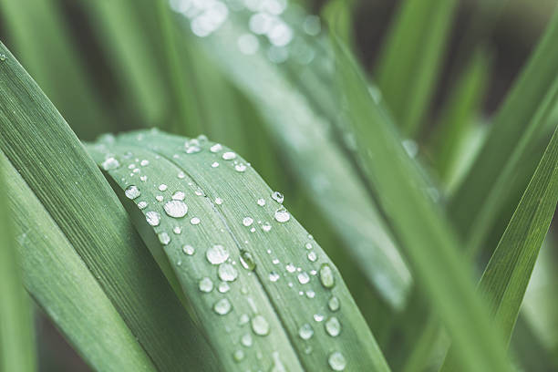istock Rain Drops on small Plant after a Rainstorm 603190526