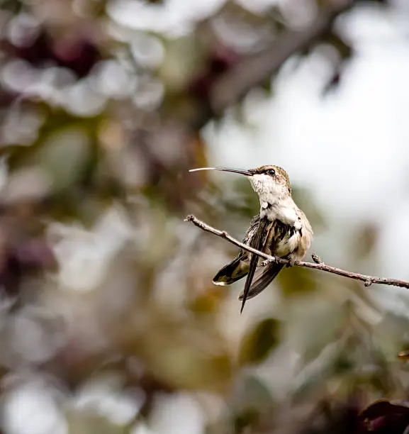 Photo of hummingbird perched tongue out