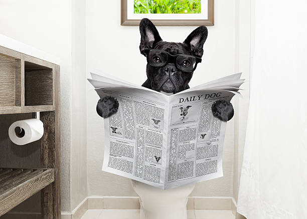 dog on toilet seat reading newspaper french bulldog dog , sitting on a toilet seat with digestion problems or constipation reading the gossip magazine or newspaper toilet brush photos stock pictures, royalty-free photos & images