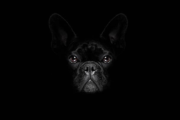 perro aislado en negro - contraste alto fotografías e imágenes de stock